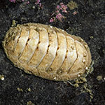 Leptochiton asellus